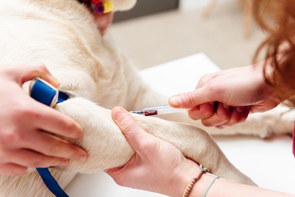 A veterinarian gives an injection to a dog’s leg while another person gently holds the dog still.