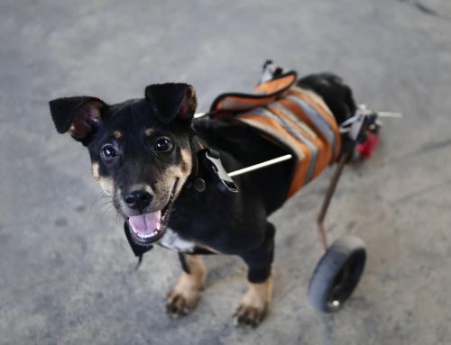 Keeping Your Pet Moving: Mobility Aids, Assistive Devices, and What Actually Helps