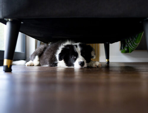 Behavioral Health: Managing Separation Anxiety in Pets