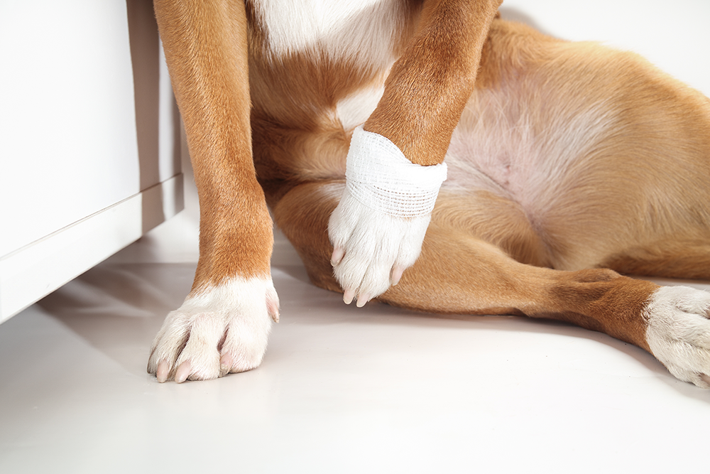 A brown and white dog is lying on the floor with a white bandage wrapped around one of its front legs, showing an injured paw.