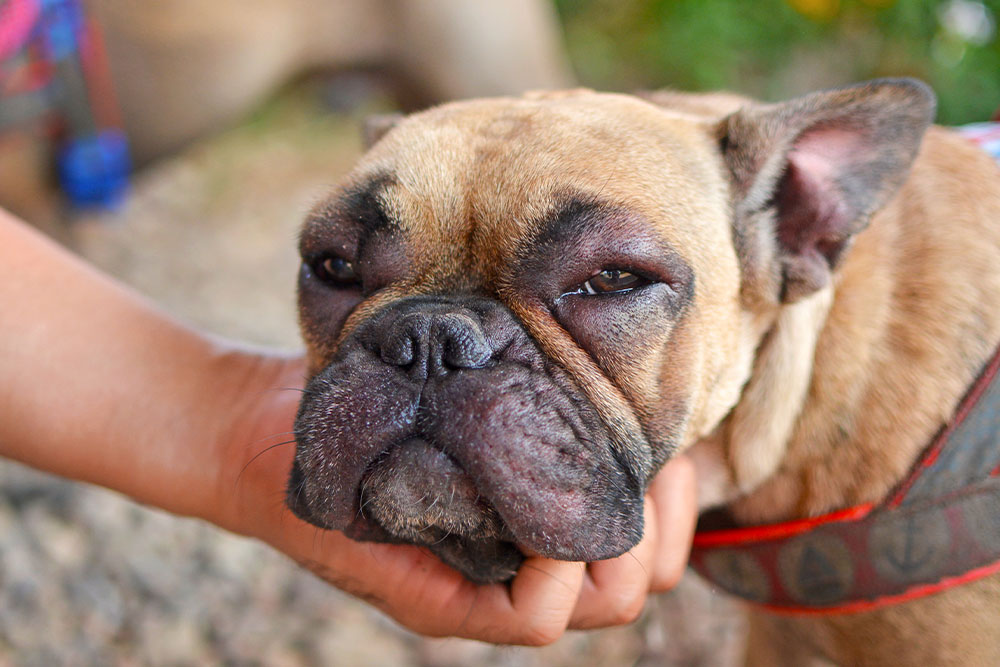 A person wearing a grey sweater gently cradles a brown, white, and black dog's chin while the dog looks up with an attentive expression.