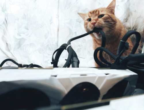 Dangerous Equipment for your pet