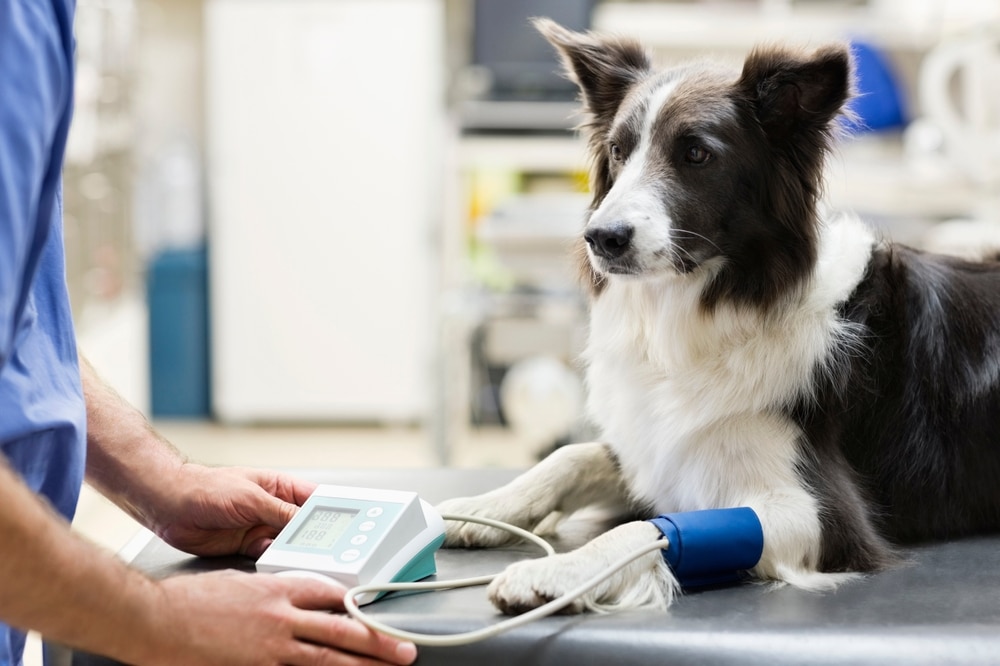 A black and white dog sits on an exam table at a veterinary clinic with a blood pressure cuff on its front leg while a person in scrubs operates a monitoring device.