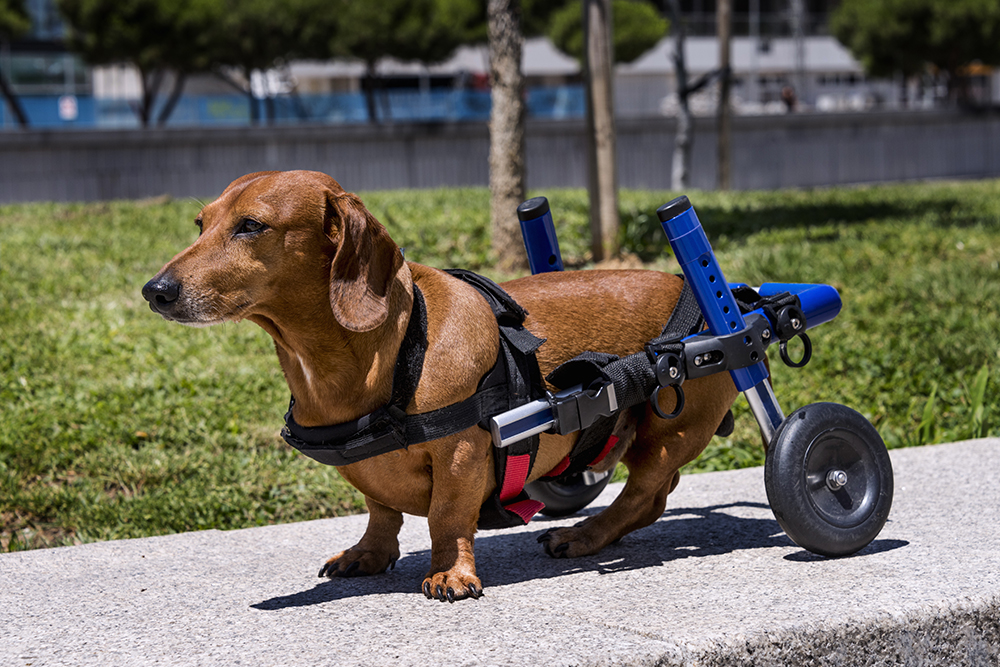 Paralyzed dog using a mobility cart for assisted movement and rehabilitation support