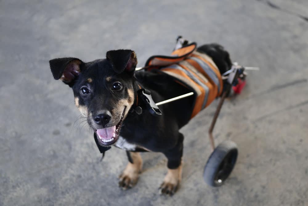 Disabled dog in mobility wheelchair cart enjoying outdoor movement