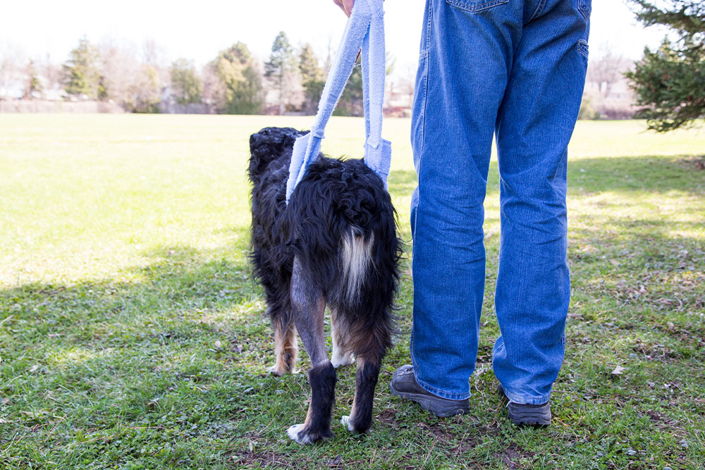 Supportive recovery care for a dog following orthopedic treatment, highlighting rehabilitation, pain management, mobility assistance, and healing support.