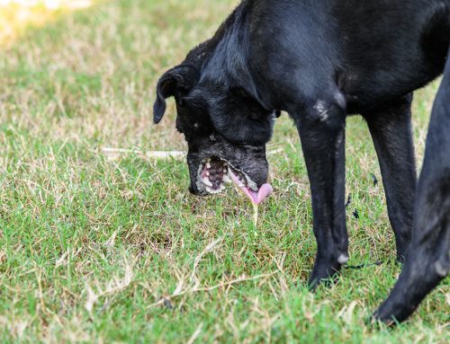 Why Does My Pet Keep Throwing Up?