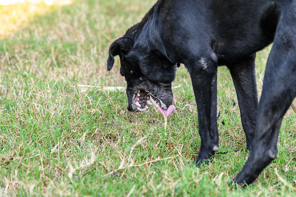 A side profile shot of a black dog standing on a lawn of patchy green and dry grass, with its head lowered and mouth wide open as it vomits a yellowish fluid or bile onto the ground.