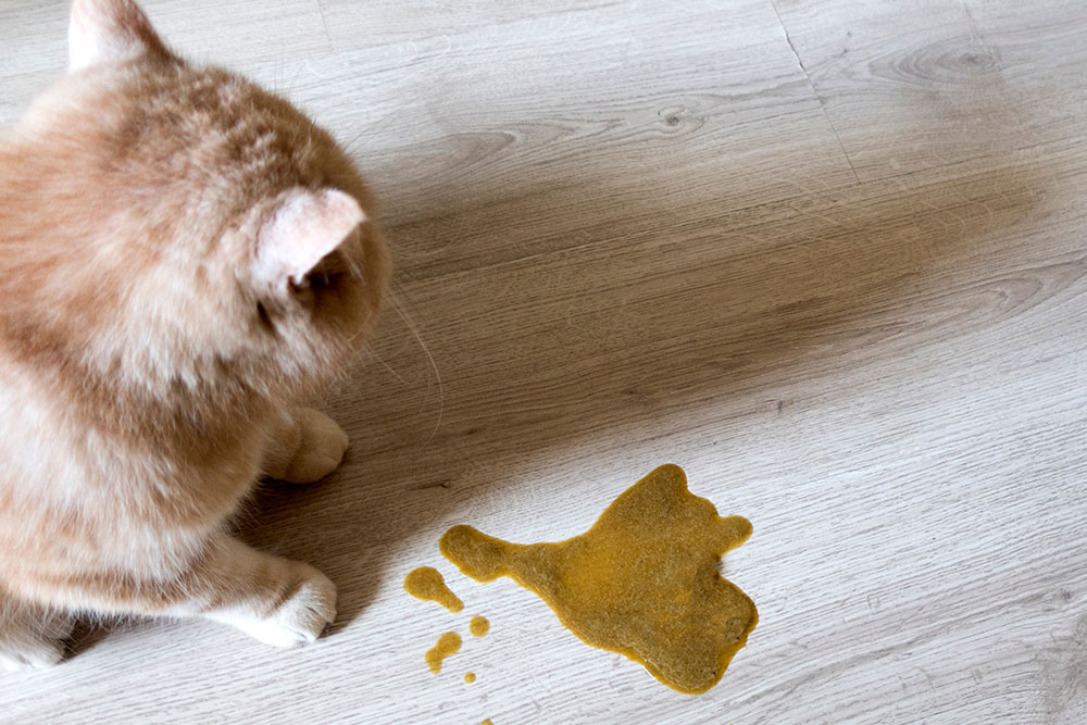 A high-angle shot looking down at a fluffy orange cat sitting on a light-colored wood-look floor, gazing at a yellowish-brown puddle of vomit or bile spilled on the ground next to it.