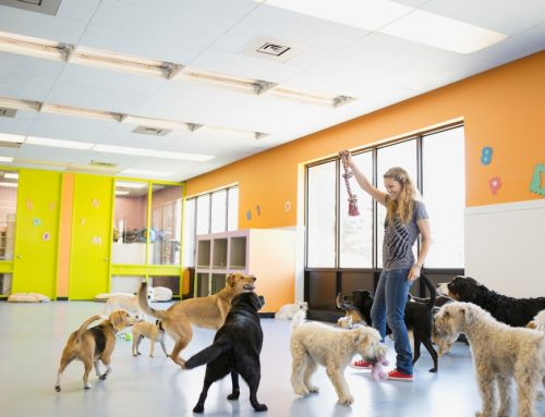 Is Dog Daycare a Good Fit for Every Dog?