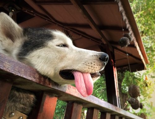 How Fast Do You Need to Act on Pet Heatstroke?