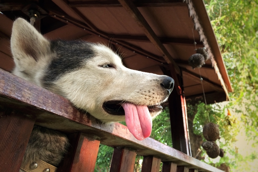 Siberian Husky resting its head and hanging its tongue out over a wooden porch railing.